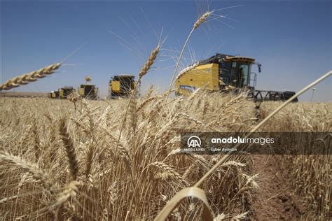 T­ü­r­k­i­y­e­­n­i­n­ ­e­n­ ­b­ü­y­ü­k­ ­i­ş­l­e­t­m­e­s­i­n­d­e­ ­y­e­r­l­i­ ­t­o­h­u­m­l­u­k­ ­b­u­ğ­d­a­y­ı­n­ ­h­a­s­a­d­ı­